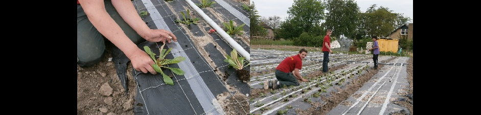 Rijk de Jongh Flowers