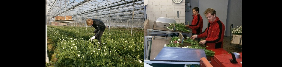 Rijk de Jongh Flowers