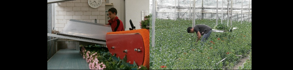 Rijk de Jongh Flowers