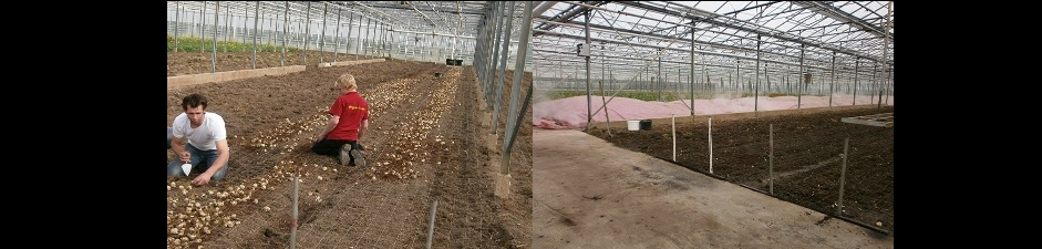 Rijk de Jongh Flowers