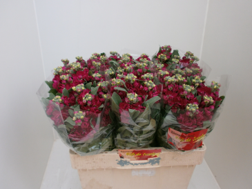 centum pink bloemen